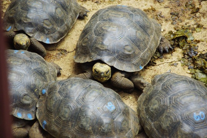 Nachwuchszucht reinrassig in der Darwin Forschungsstation
