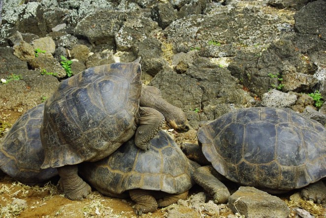 Das ist nur Sex zum Spass, die Fortpflanzung kommt erst ab naechsten Monat